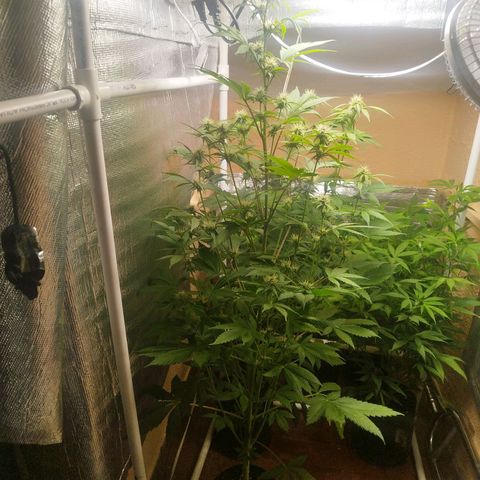 Dark Devil Auto growlog timeline photo