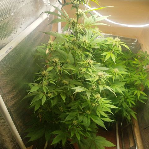 Dark Devil Auto growlog timeline photo