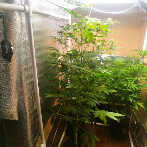 Dark Devil Auto growlog timeline photo