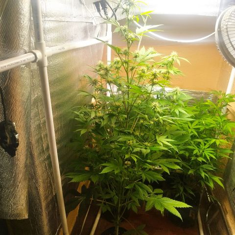 Dark Devil Auto growlog timeline photo