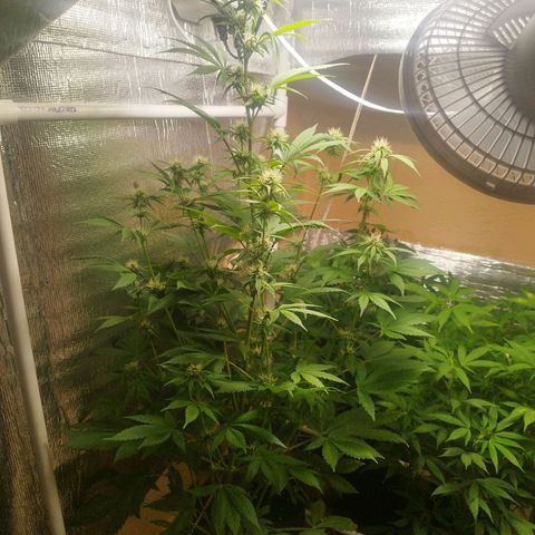 Dark Devil Auto growlog timeline photo