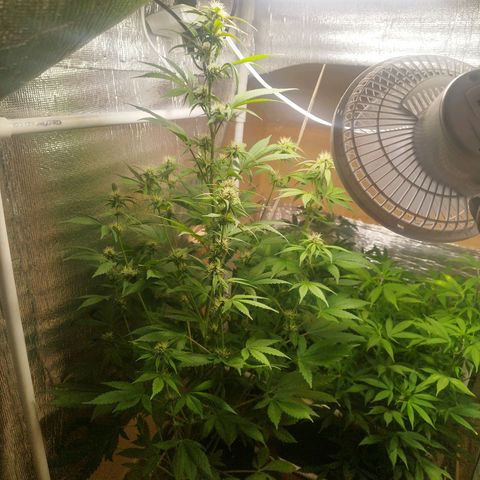 Dark Devil Auto growlog timeline photo