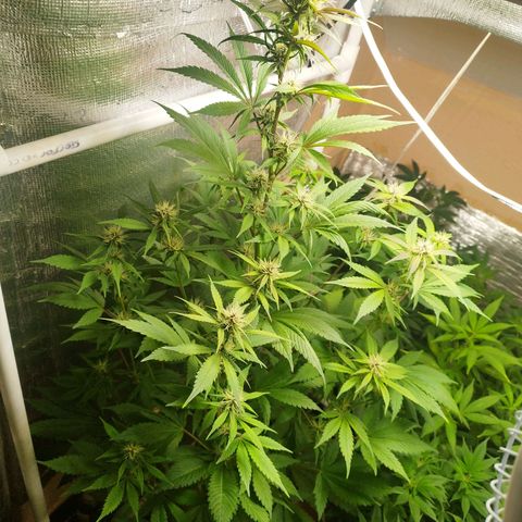 Dark Devil Auto growlog timeline photo
