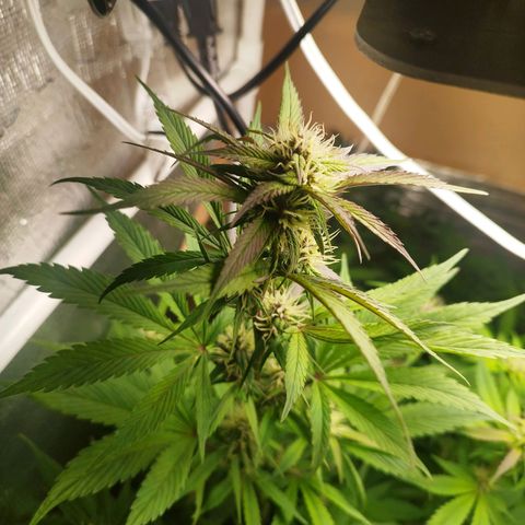 Dark Devil Auto growlog timeline photo