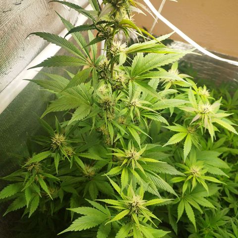 Dark Devil Auto growlog timeline photo