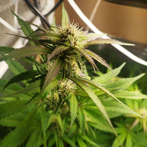 Dark Devil Auto growlog timeline photo