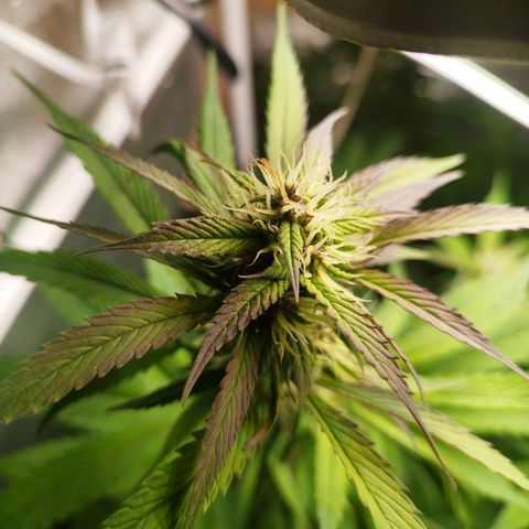 Dark Devil Auto growlog timeline photo