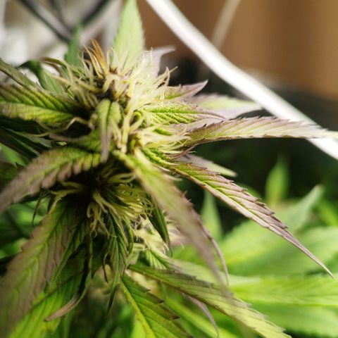 Dark Devil Auto growlog timeline photo