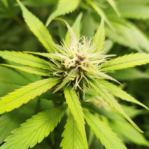 Dark Devil Auto growlog timeline photo