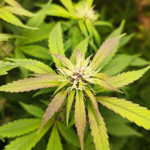Dark Devil Auto growlog timeline photo