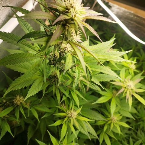 Dark Devil Auto growlog timeline photo
