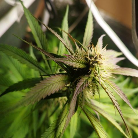 Dark Devil Auto growlog timeline photo