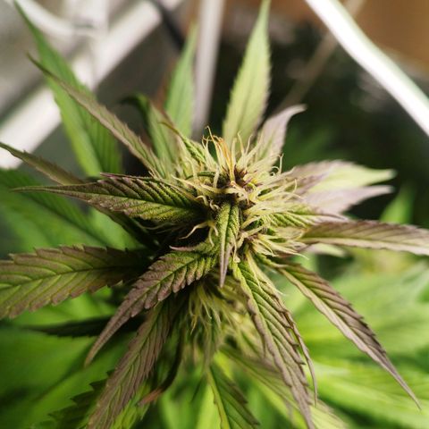 Dark Devil Auto growlog timeline photo