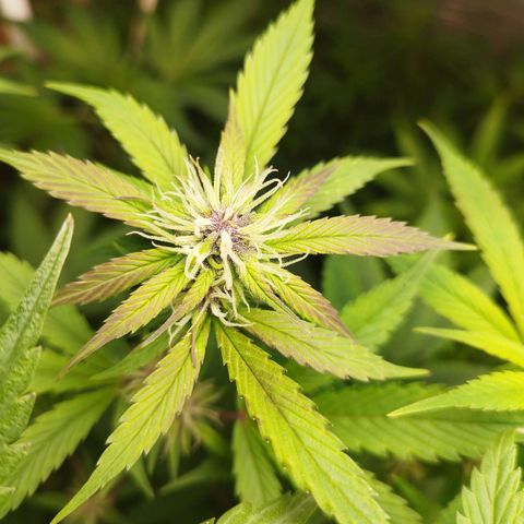 Dark Devil Auto growlog timeline photo