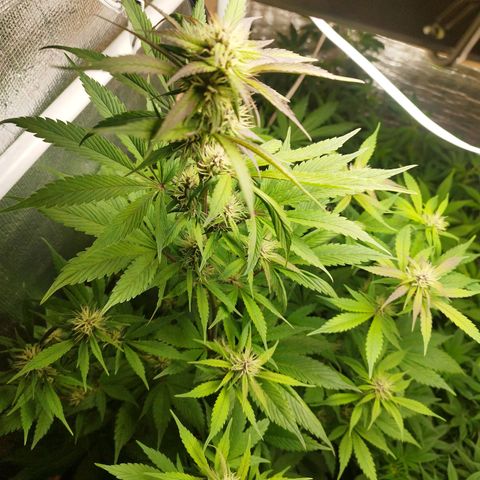 Dark Devil Auto growlog timeline photo