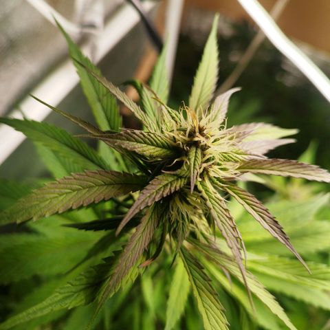 Dark Devil Auto growlog timeline photo