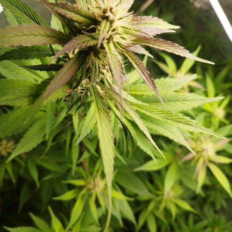 Dark Devil Auto growlog timeline photo