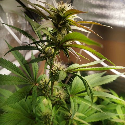 Dark Devil Auto growlog timeline photo