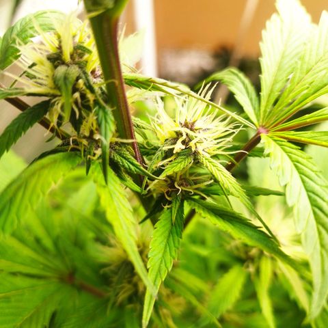 Dark Devil Auto growlog timeline photo