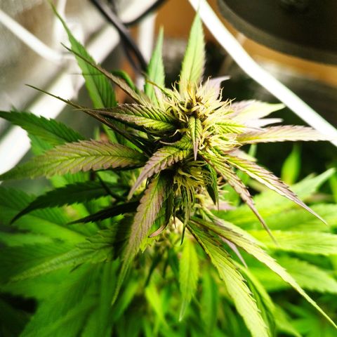 Dark Devil Auto growlog timeline photo