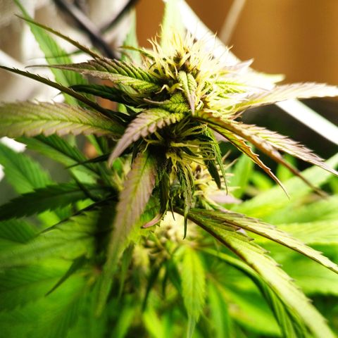 Dark Devil Auto growlog timeline photo