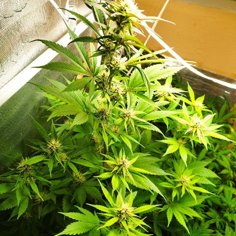 Dark Devil Auto growlog timeline photo