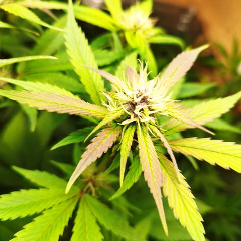 Dark Devil Auto growlog timeline photo