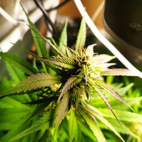 Dark Devil Auto growlog timeline photo