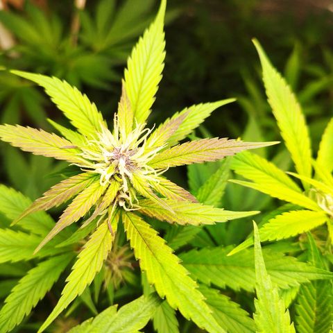 Dark Devil Auto growlog timeline photo