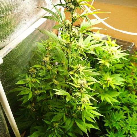 Dark Devil Auto growlog timeline photo