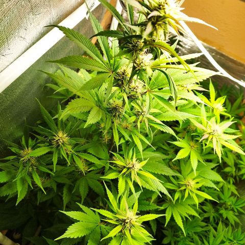 Dark Devil Auto growlog timeline photo
