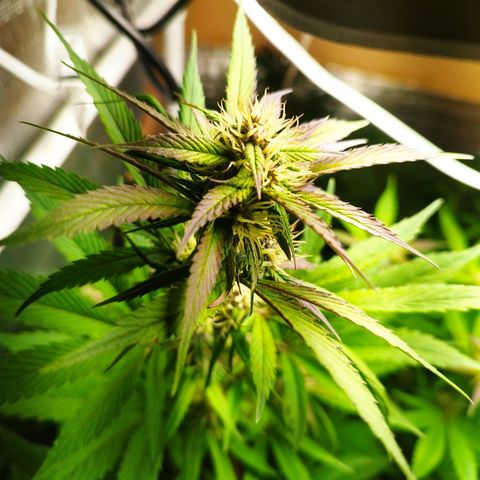 Dark Devil Auto growlog timeline photo