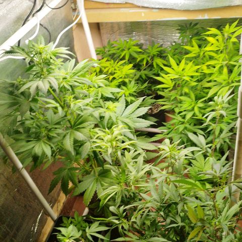 Red Strawberry Banana Auto growlog timeline photo
