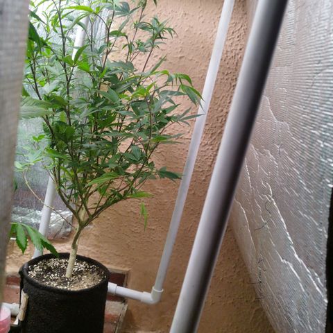 Red Strawberry Banana Auto growlog timeline photo