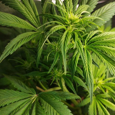 Red Strawberry Banana Auto growlog timeline photo
