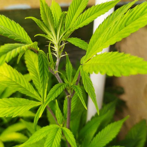 Red Strawberry Banana Auto growlog timeline photo