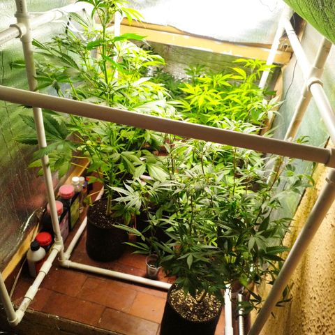 Red Strawberry Banana Auto growlog timeline photo