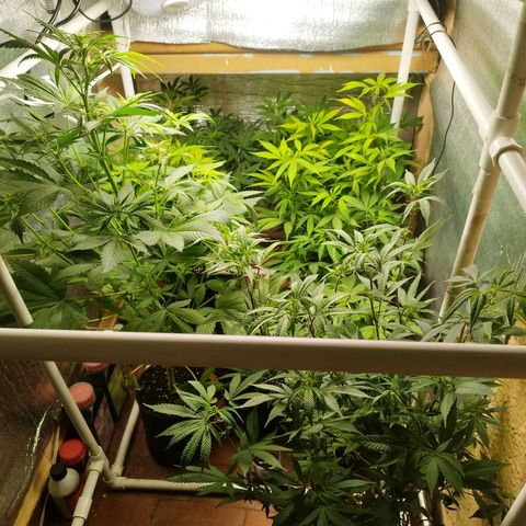 Red Strawberry Banana Auto growlog timeline photo