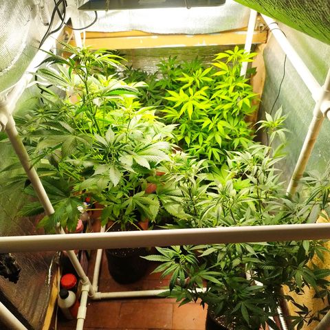 Red Strawberry Banana Auto growlog timeline photo