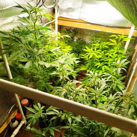 Red Strawberry Banana Auto growlog timeline photo