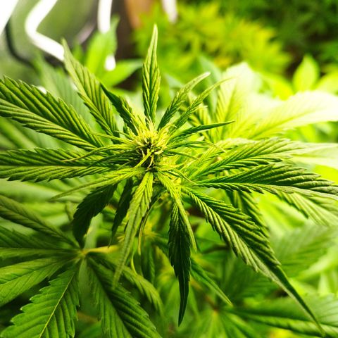 Dark Devil Auto growlog timeline photo