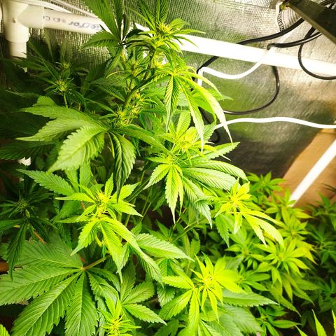 Dark Devil Auto growlog timeline photo