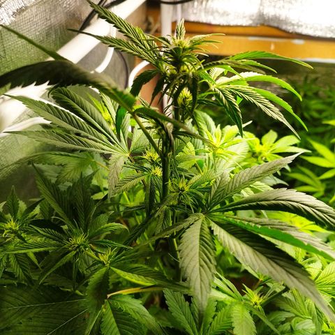 Dark Devil Auto growlog timeline photo