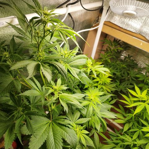 Dark Devil Auto growlog timeline photo