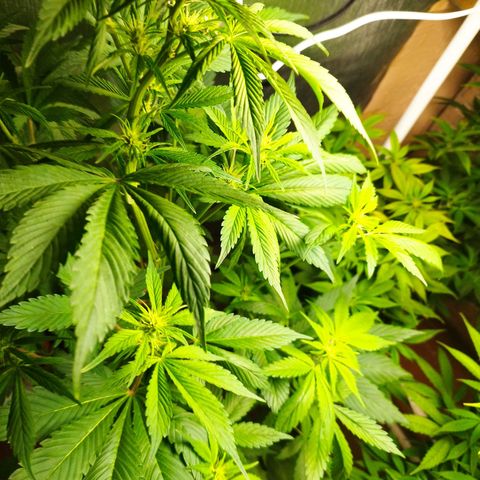 Dark Devil Auto growlog timeline photo