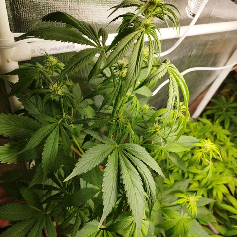 Dark Devil Auto growlog timeline photo