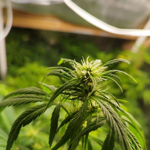 Dark Devil Auto growlog timeline photo