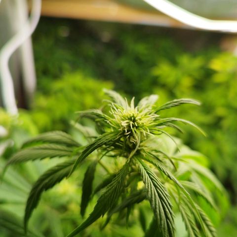 Dark Devil Auto growlog timeline photo