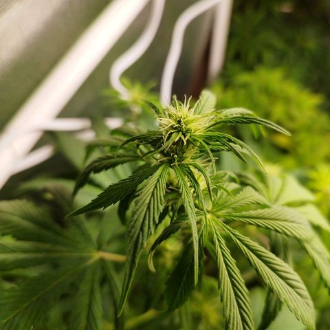 Dark Devil Auto growlog timeline photo