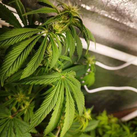 Dark Devil Auto growlog timeline photo